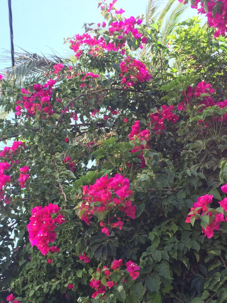 Can Pastilla, gesendet von Ursula Pérez