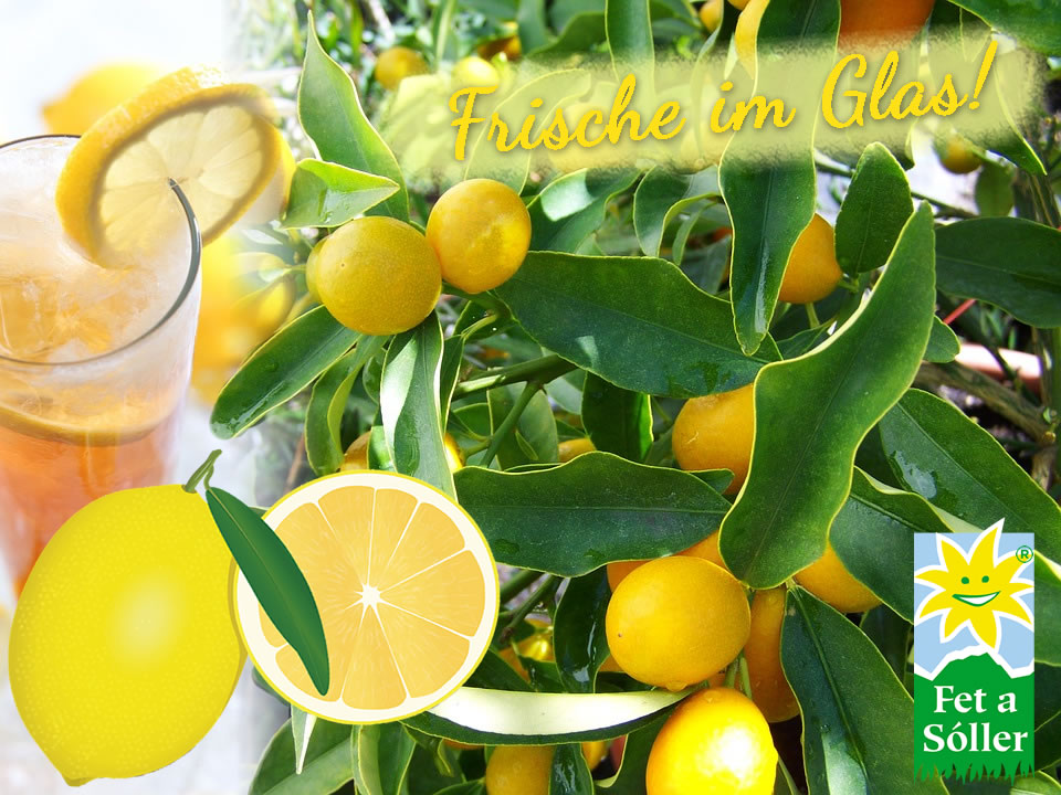 Zitronen