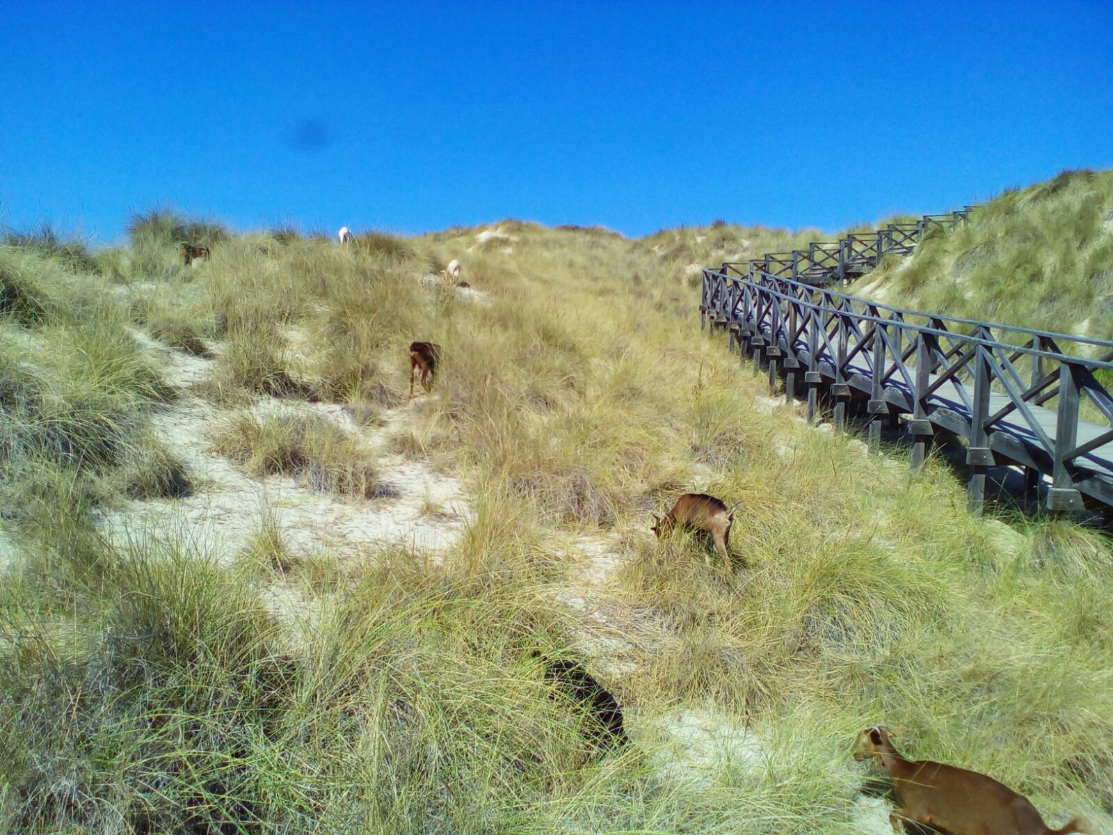Cala Mesquida, gesendet von Mary Simpson-Wittke