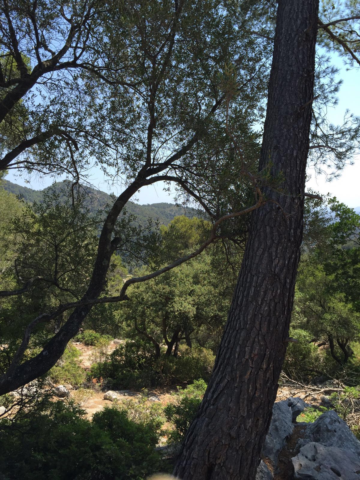 Tamuntana, gesendet von Ines