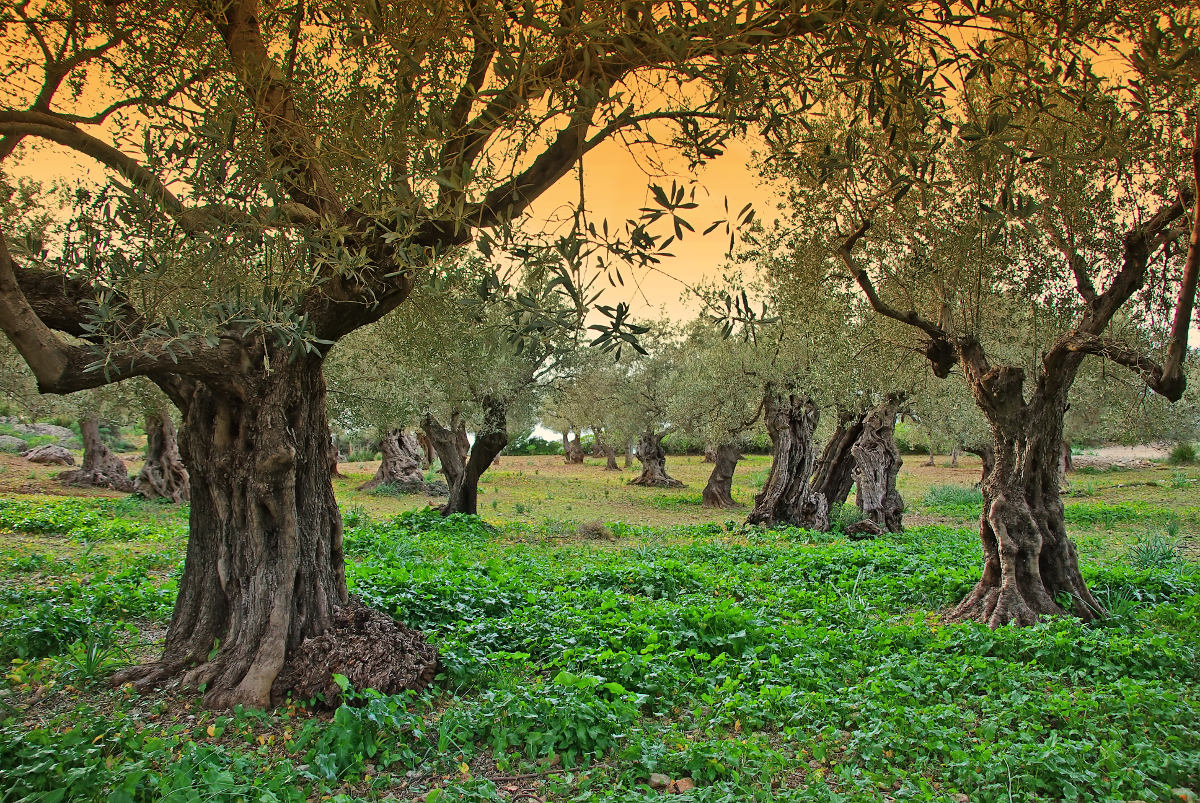Olivenbaum-Archiv - MallorcaGURU