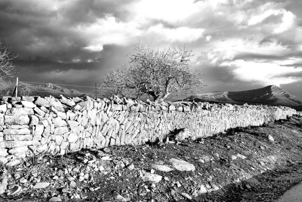 Mark Mocnik / Tancamauer