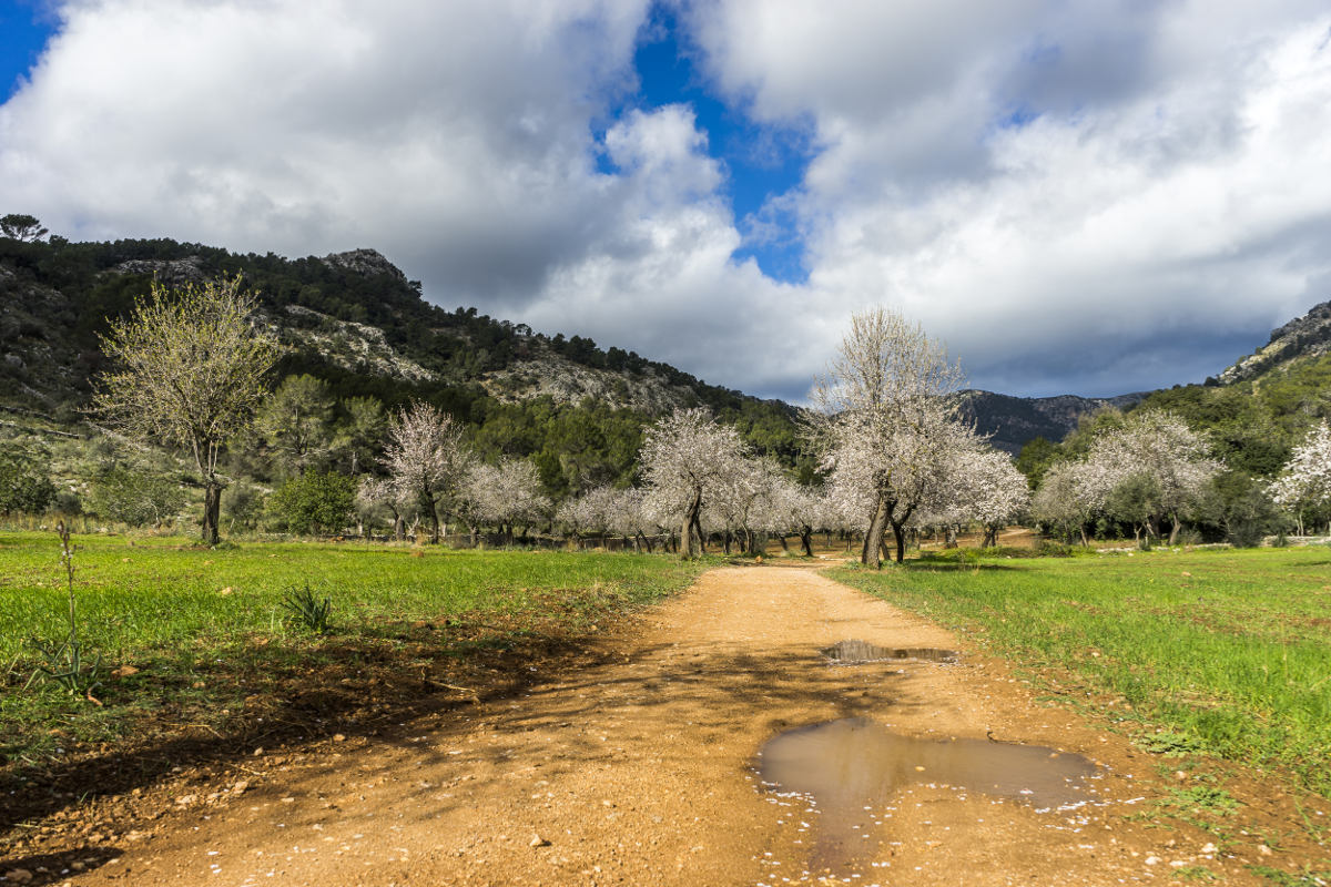 Mandelblüte bei Alaró