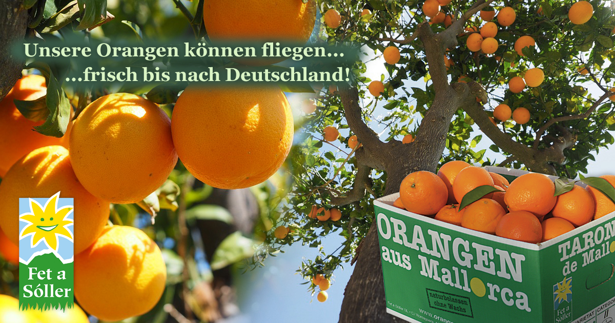Frische Orangen direkt aus Mallorca...