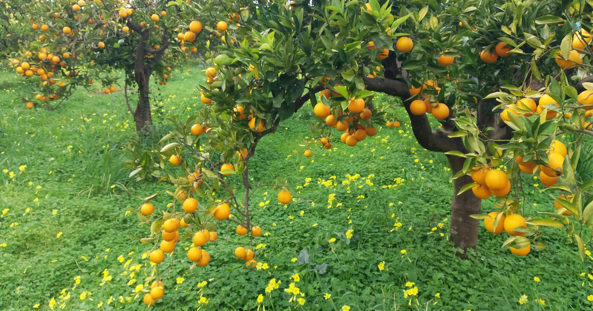 Endspurt der Orangen!