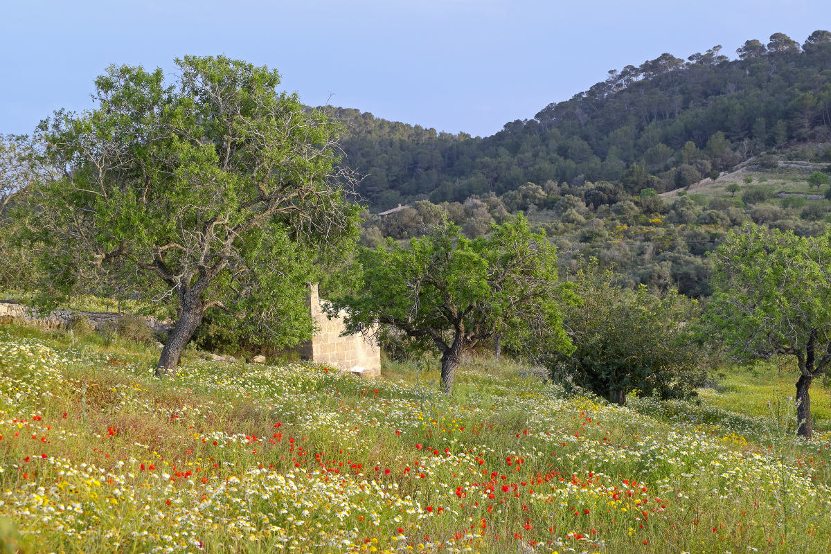 Frühling auf Mallorca