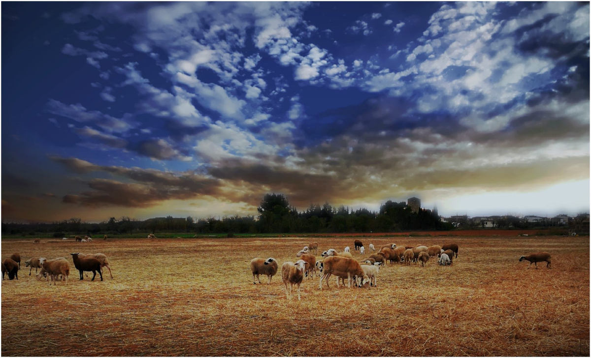 Winterlicht auf Mallorca