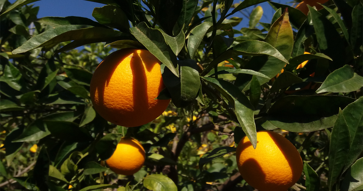 Peret - die "Birnenorange"