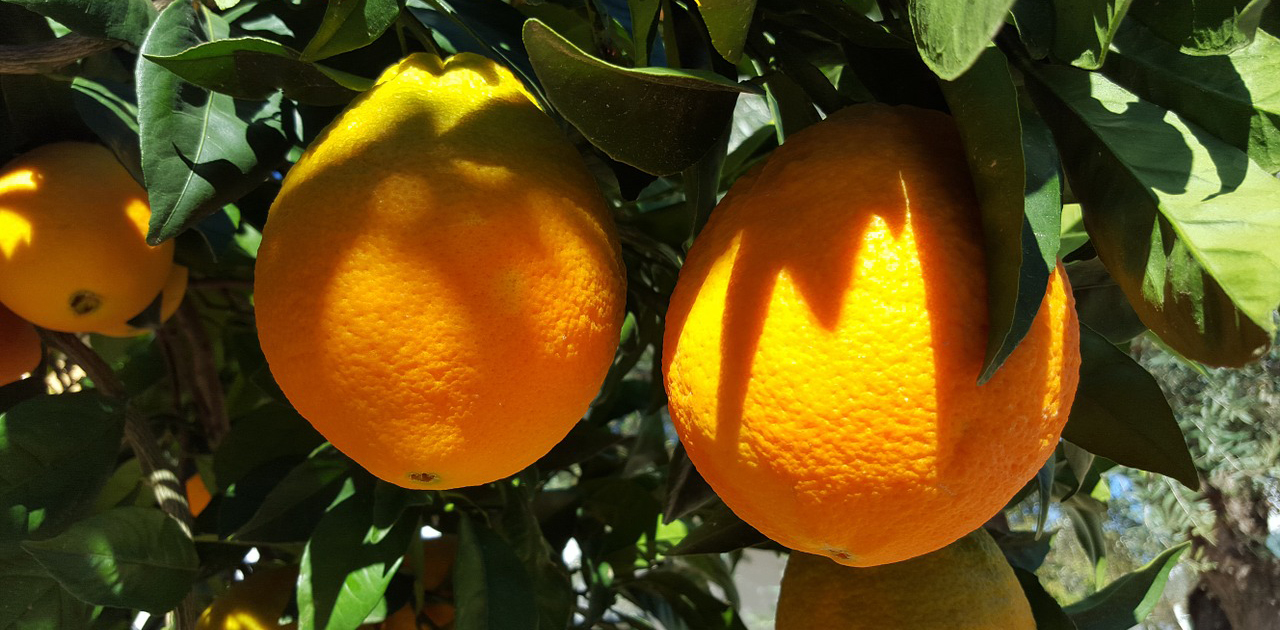 Die "Valencia" ist da!