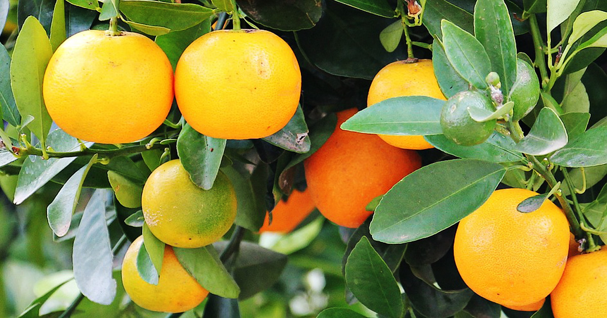 Vitamine aus Mallorca - der Vorverkauf hat begonnen!