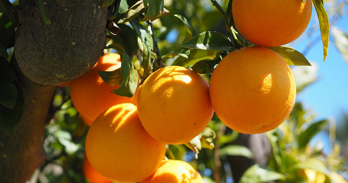 Saisonstart der Orangen!