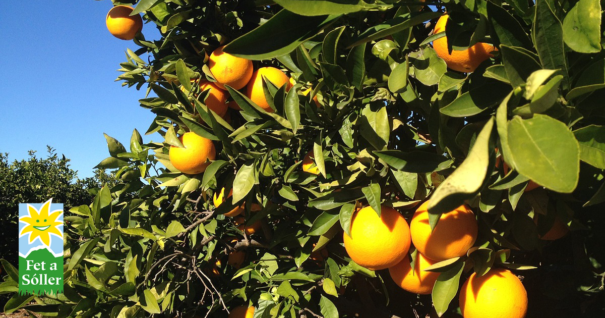 Naturbelassene, erntefrische Orangen aus Mallorca