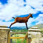 @tristans.welt / Auf dem Weg zur Cala Boquer