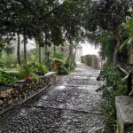 Bernhard Vester / Son Marroig