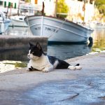 Marlies Vahaja / Cala Figuera