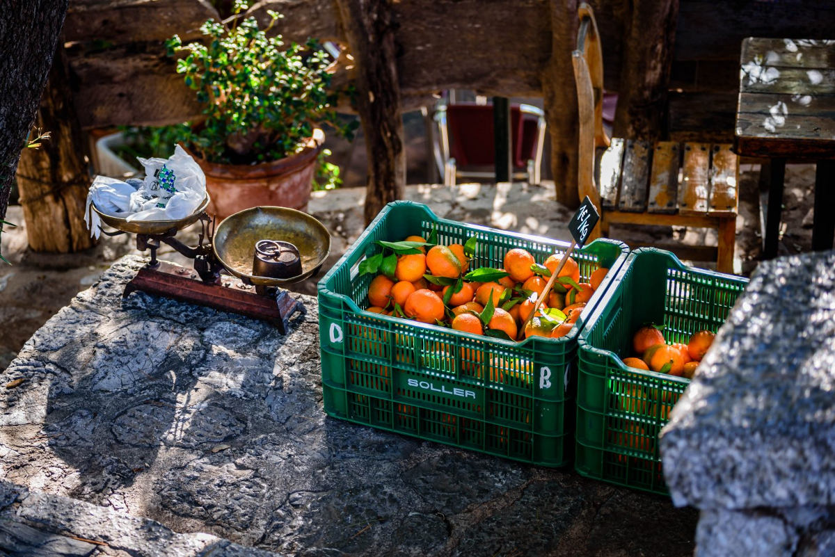 Im Orangental von Sóller