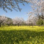 Monika Henrich / Mandelblüte