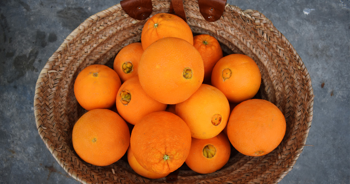 Navel Orangen - frisch aus Mallorca!