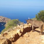 Stefan Korn / Pets with a view