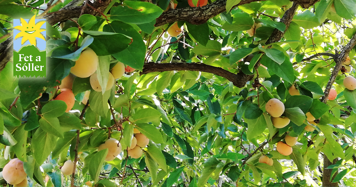 Frisch aus Mallorca - Kakis!