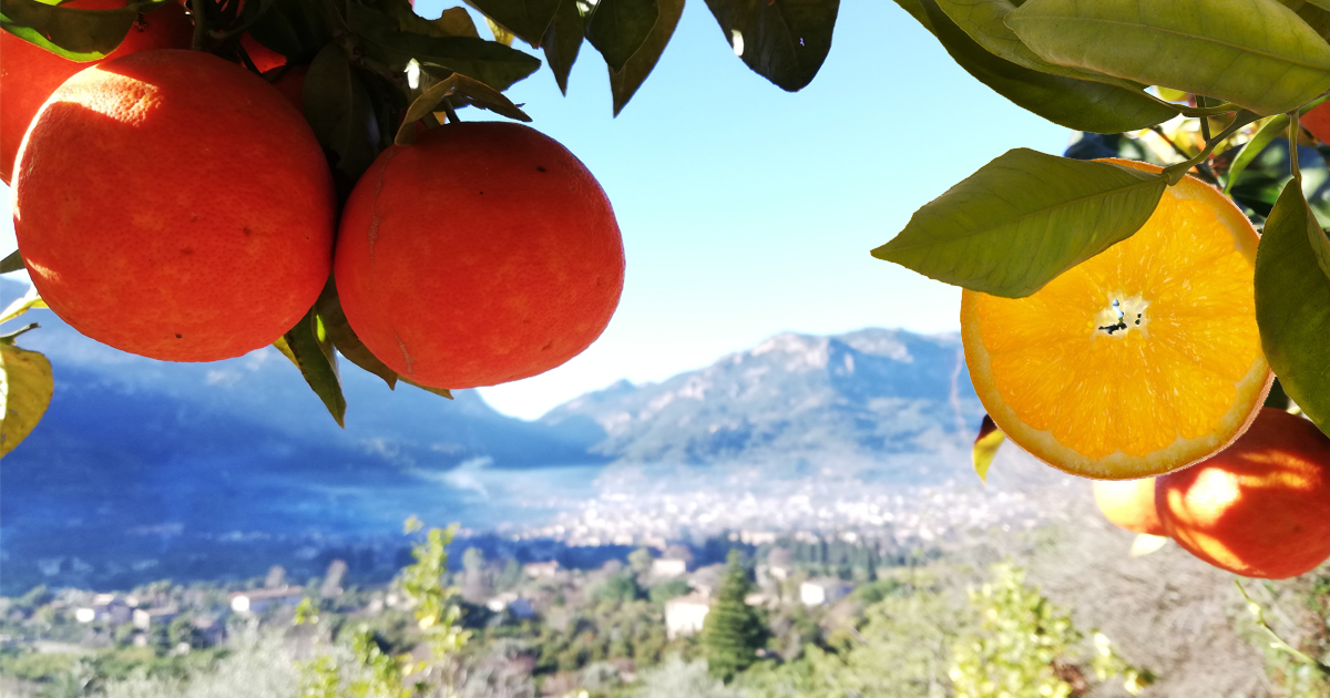 Vitamin C - frisch aus Mallorca!