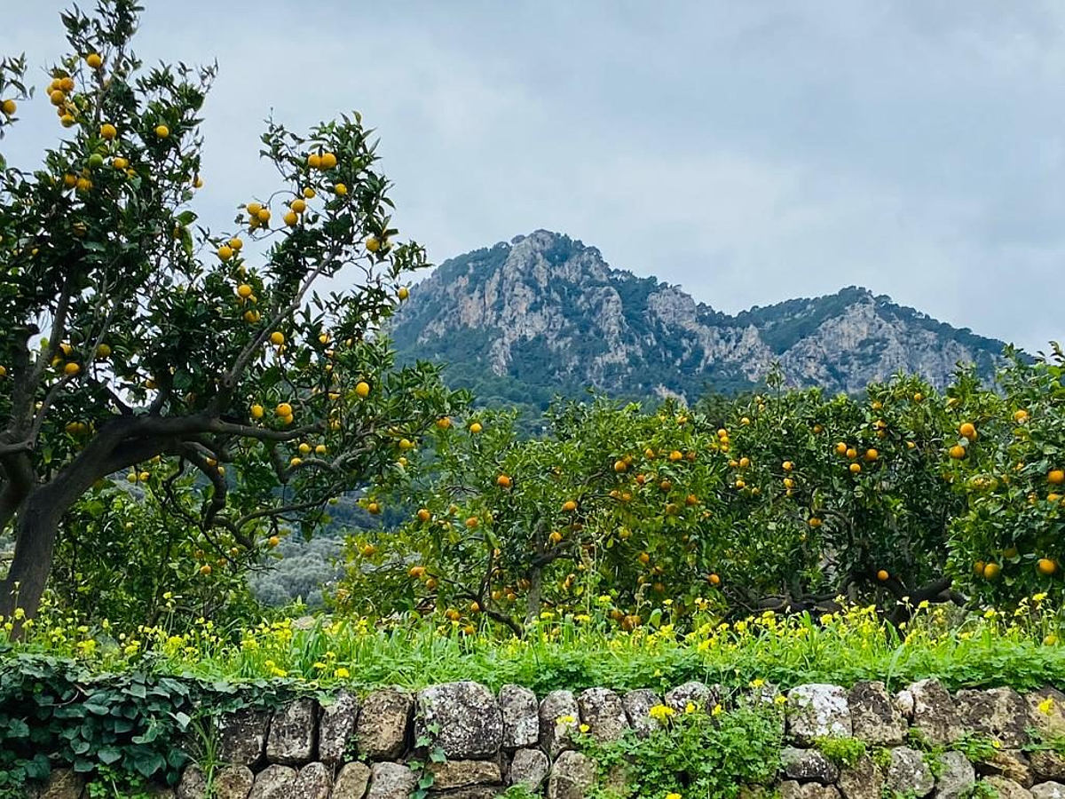 Im Orangental von Sóller