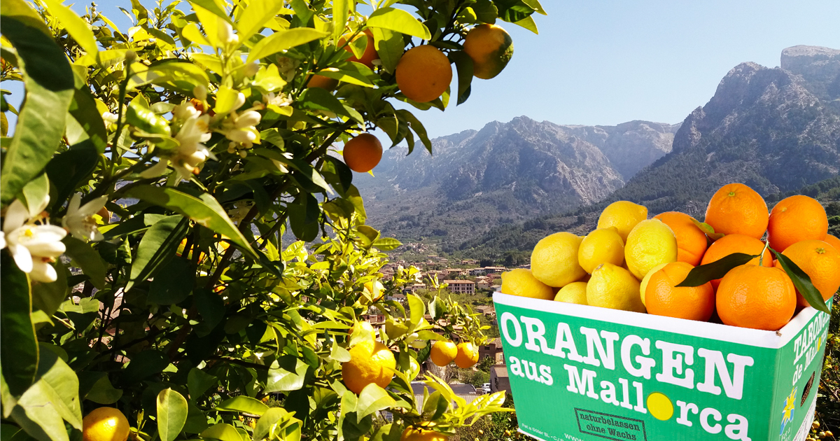 Frische Orangen und Zitronen von der Insel