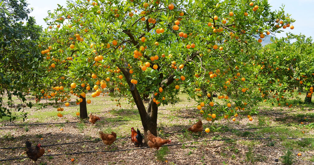Mallorca Orangen online bestellen - MallorcaGURU